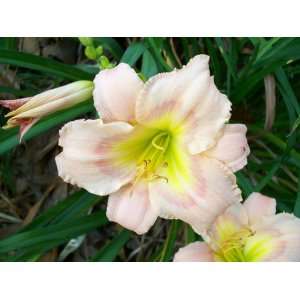    mixed pinks and peach 3 daylily seeds Patio, Lawn & Garden