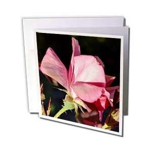  Patricia Sanders Flowers   Unfolding Pink Rose Romantic 
