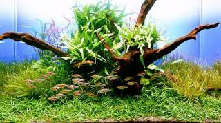JAVA FERN x 3+1 FREE   live aquarium plant moss anubias  