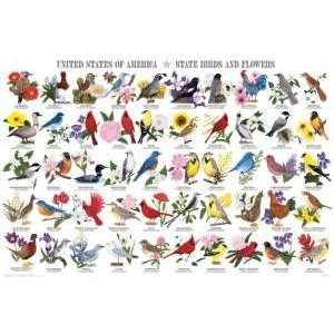 State Birds & Flowers Poster Laminated 