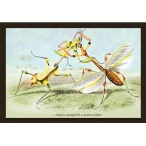 Exclusive By Buyenlarge Insects Empusa Gonaylodes and E. Lobines 