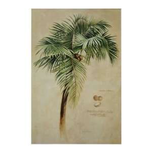  Tropical Banana Palm & Tropical Coconut Palm Everything 