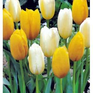  Mellow Yellow Tulip Bulb Mix  10 Bulbs  Yellow/Bicolors 