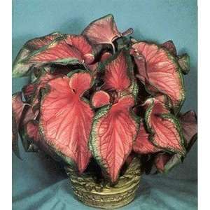  Caladium Florida Sweetheart No. 2 1 pack Patio, Lawn 