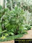 Cycas Revoluta Sago Palm Seeds  