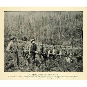  1913 Print National Forest White Pines Cabinet Ohio 