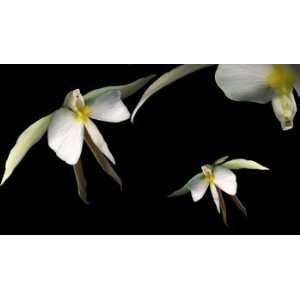 Orchids Into The Evening, Limited Edition Photograph 