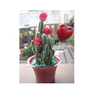  The Love Cactus Gift Cactus Plant