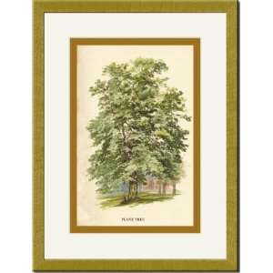    Gold Framed/Matted Print 17x23, The Plane Tree