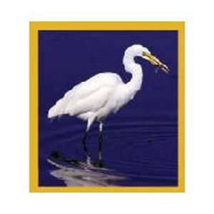  Magnetic Bookmark Great Egret, Beautiful and Colorful 