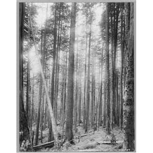  Alaskan spruce trees