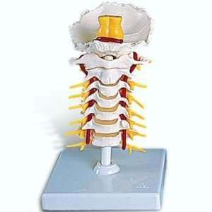    3B Scientific Cervical Spinal Column