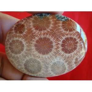   S7410 Agatized Coral Fossil Flower Cabochon Nice  