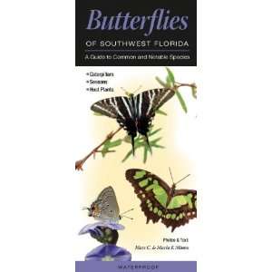  Butterflies of Southwest Florida A Guide to Common and 
