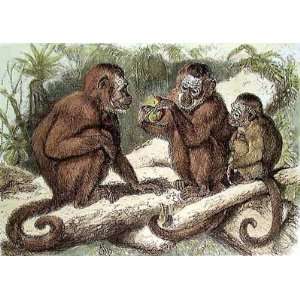  Family Of Monkeys I Poster Print