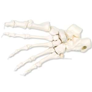 3B Scientific A30/2L Loose Threaded Human Left Foot Skeleton  