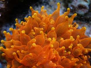Colorado Sunburst Bubble Tip Anemone BTA Live Coral  