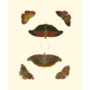  Cramer Butterfly Study III by Pieter Cramer 7x9
