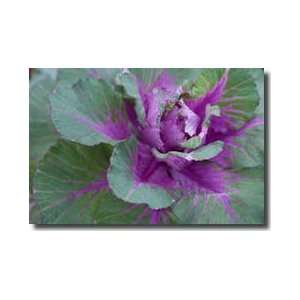  Cabbage Plant Giclee Print