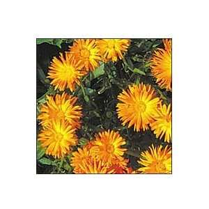  Calendula, Radio Patio, Lawn & Garden