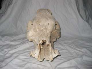   Taxidermy Bone Skeleton Skull of Wild Pig Boar Warthog Unknown  