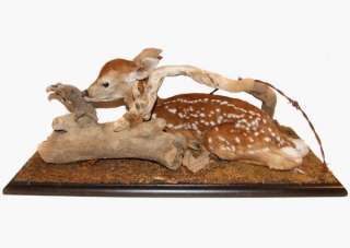 Full Body Mount Whitetail Deer Spotted Fawn Taxidermy Stuffed Baby 
