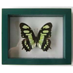 Framed Green Malachite Butterfly, Siproeta Stelenes, Mounted in Green 