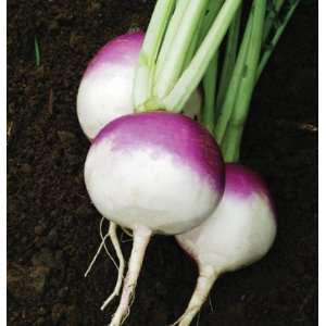  Davids Organic Turnip Purple Globe White Top 400 Seeds 
