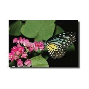   And Yellow Glassy Tiger Butterfly Asia Giclee Print