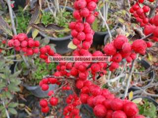 Berry Heavy Winterberry Holly ProvenWinners Selection  