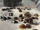 20 live fresh water clams filter feeder pond aquarium returns