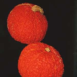 Red Warty Thing 10 Seeds   Squash or Gourd  