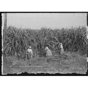  Cutting sugar cane in Louisiana
