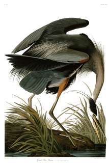No. 211 Great Blue Heron Huge Audubon Print  