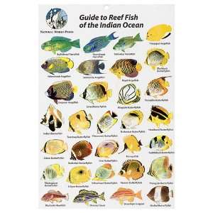  Fish ID   Reef fish of the Indian Ocean