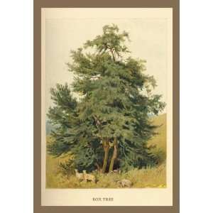 Exclusive By Buyenlarge Box Tree 12x18 Giclee on canvas  