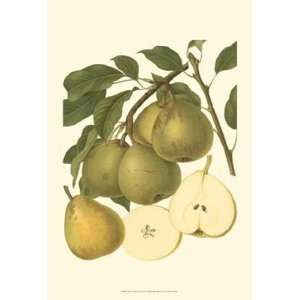  Pear Varieties II by Unknown 13x19
