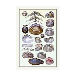  Shells Dimyaria #1 20x30 poster