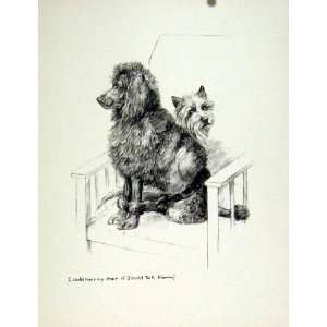   Dog Curtain Playful Animal Pet Home Pencil Sketch Draw