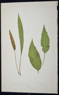 Lowe 1867 British & Exotic Ferns Print. Acrostichum. 59  