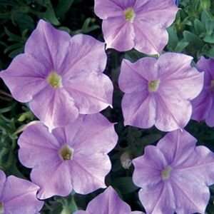  Lavender Skies Petunia Seed Pack Patio, Lawn & Garden