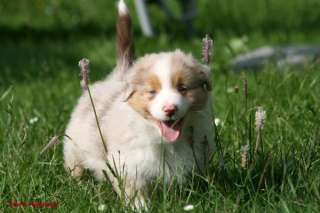 Australian Shepherd Welpen in Hessen   Flieden  Hunde & Zubehör 