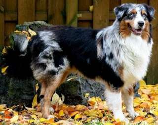 Australian Shepherd Deckrüde mit ASCA und DRC Papieren in Dortmund 