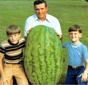 North Carolina Giant Watermelon  10 Seeds  HUGE 200 lbs  