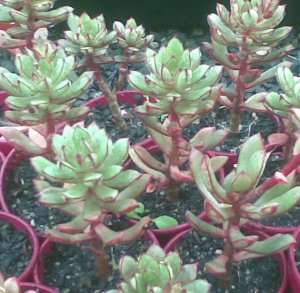ECHEVERIA GLOBULOSA Unusual Drought Hardy Succulent Plant  