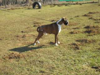 Boxer Deckrüde in Bayern   Eichendorf  Hunde & Zubehör   