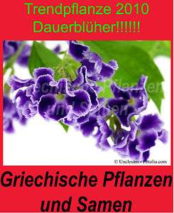 DURANTA REPENS * Himmelsblüte * 10 Samen * SEHR SELTEN MEHRJÄHRIG 