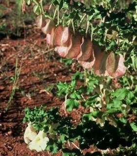 Holubia saccata belongs to the Pedaliaceae family and is the only 