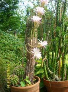 Säulenkaktus im Ziertopf in Rheinland Pfalz   Andernach  Garten 