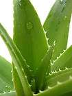 Echte Aloe Vera RARITÄT 5 Samen